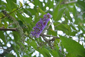 Buddleia