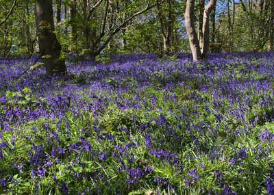 Bluebells