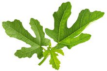 Fig leaves