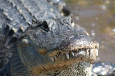 Alligator