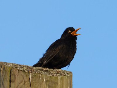 Sing