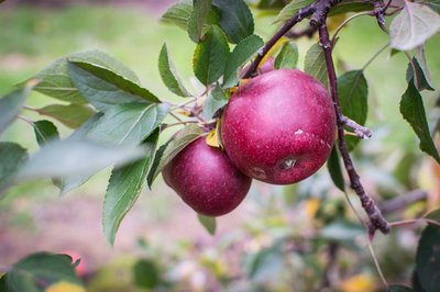 Apple tree