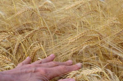 Hand and barley