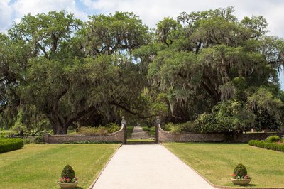 Oak tree