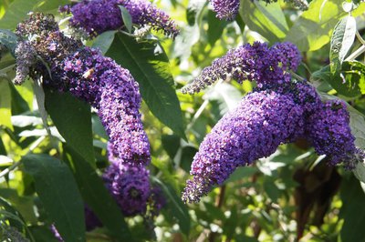 Buddleia