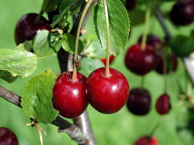 Cherry tree
