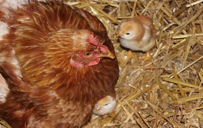Chicken