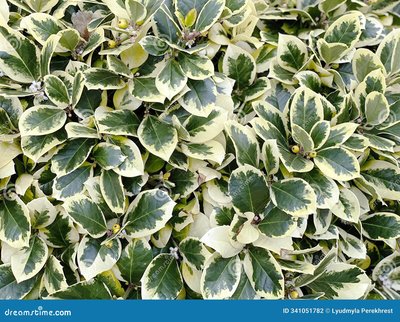Euonymus