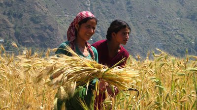 Harvest workers