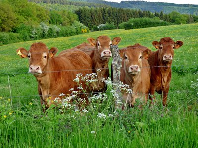 Cows in pasture