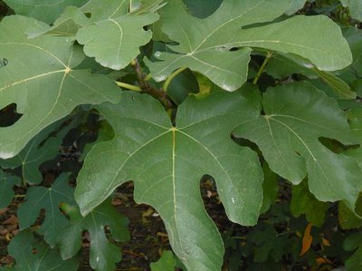 Fig tree