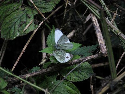 Brambles
