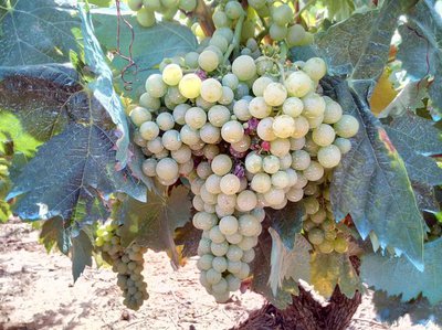 Vineyard
