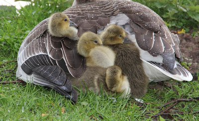 Chicks