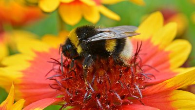 Bee