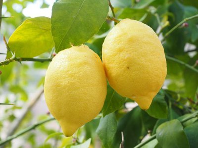 Lemon tree