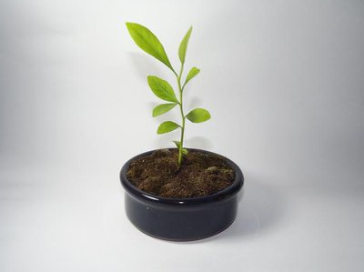 Tiny plant