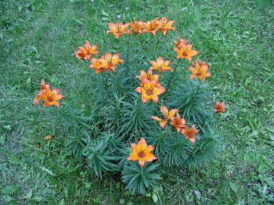 Lily