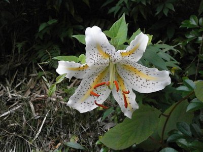 Lily