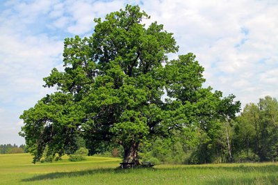 Oak tree