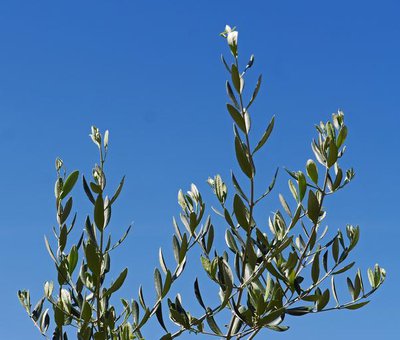Olive tree