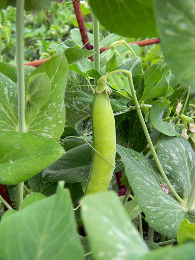 peas
