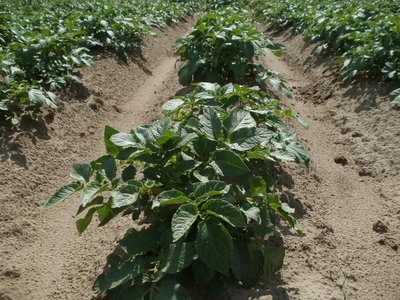 Potato field