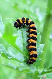 caterpillar