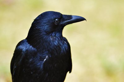 Raven