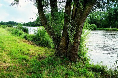 Tree by river