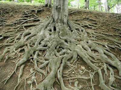 Tree roots