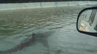 Shark swimming