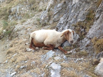 Sheep on mountain