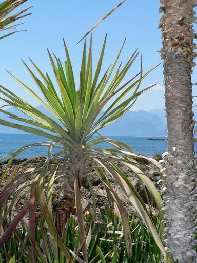 Corderlyne tree