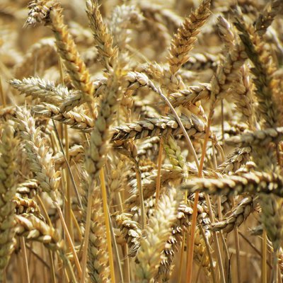 Harvest wheat