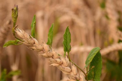 Wheat and weeds